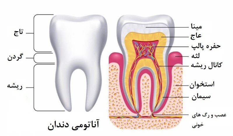 دانستنی های دندانپزشکی